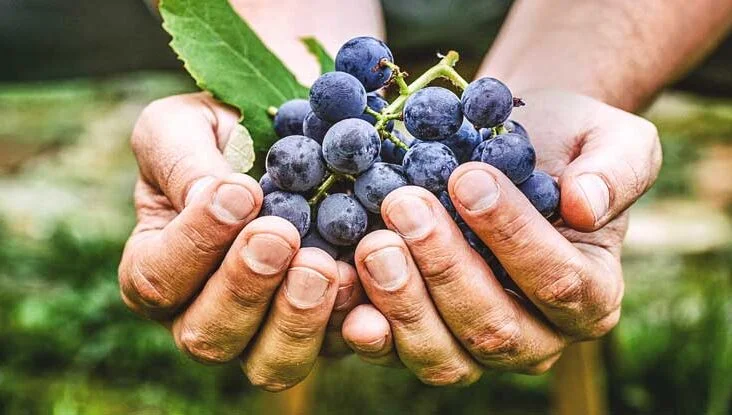 Cuidados da Pele Madura: Os Benefícios do Resveratrol